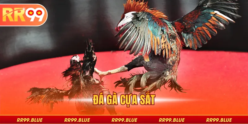 Đá gà cựa sắt