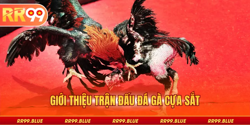 Giới thiệu trận đấu đá gà cựa sắt
