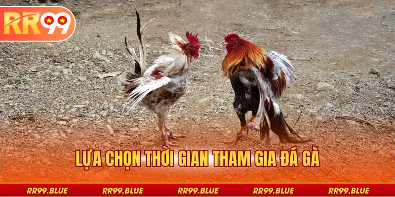 Lựa chọn thời gian tham gia đá gà