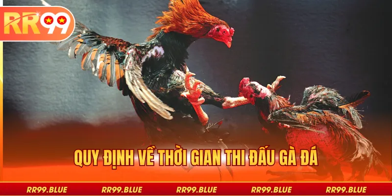 Quy định về thời gian thi đấu gà đá